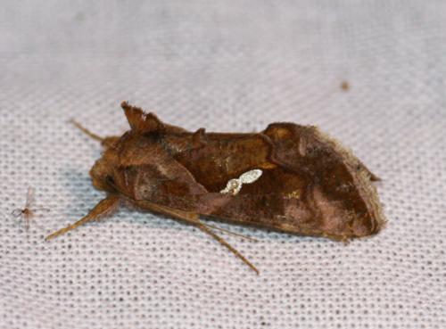 Chrysodeixis chalcites