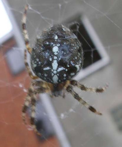 Araneus diadematus