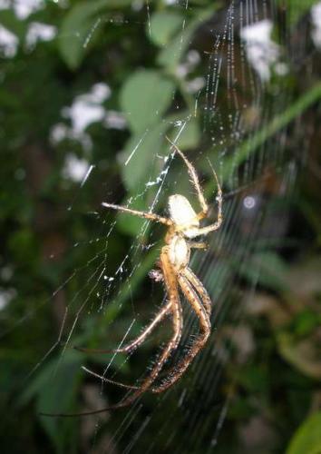 Metellina sp.