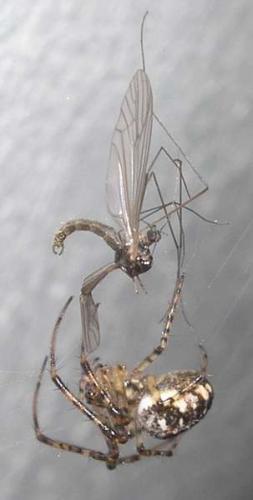 Metellina segmentata