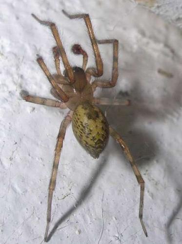 Amaurobius sp.