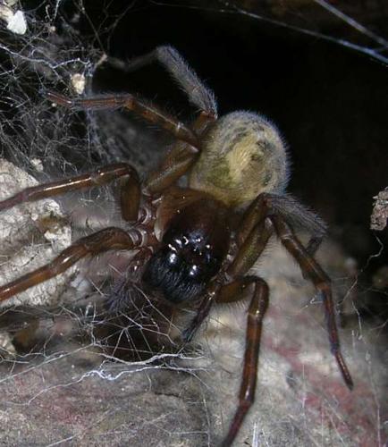 Amaurobius sp.