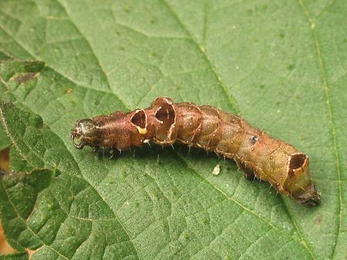 Abrostola triplasia