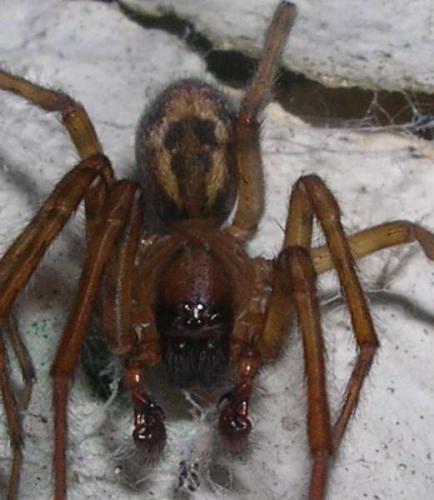 Amaurobius sp.