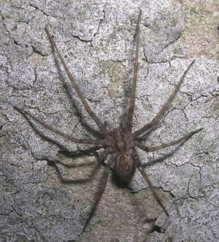 Tegenaria parietina