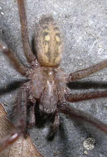 Tegenaria parietina