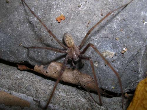Tegenaria parietina