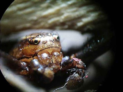 Réf. 14 242 : Xysticus bifasciatus
