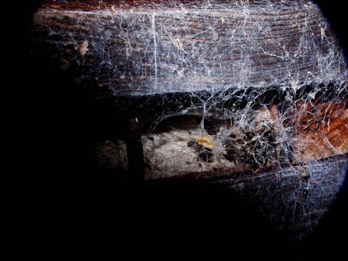 Amaurobius sp.