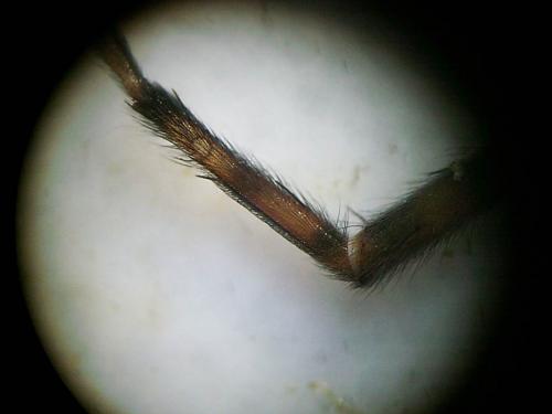 Réf. 14 920 : Amaurobius sp.