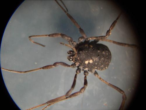 Paranemastoma quadripunctatum