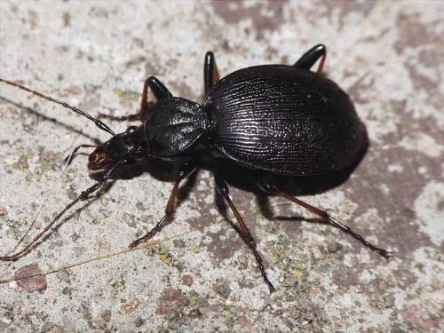 Réf. 14 922 : Cychrus attenuatus