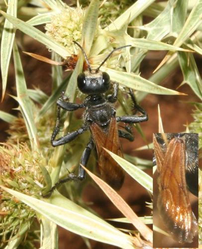 Prionyx subfuscatus
