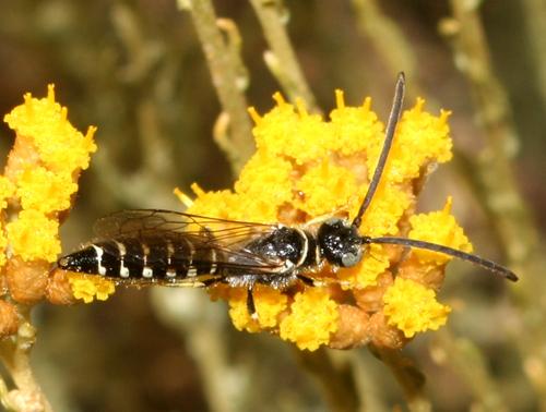 Meria tripunctata
