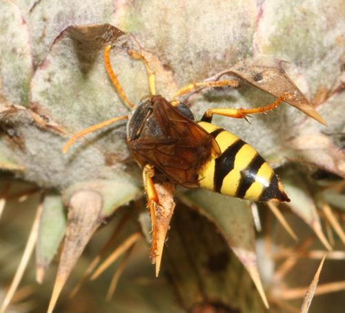 Stizus sp.