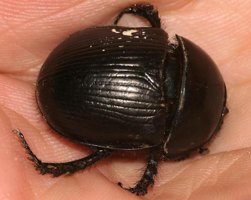Geotrupes sp.
