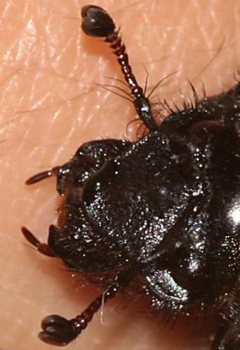 Réf. 14 652 : Geotrupes spiniger