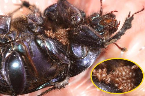 Réf. 14 453 : Geotrupes spiniger