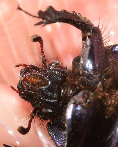 Réf. 14 455 : Geotrupes spiniger