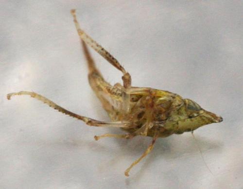 Japananus hyalinus