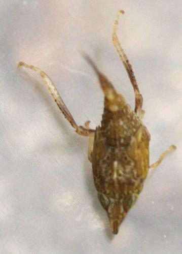 Japananus hyalinus