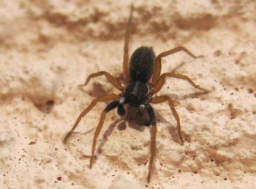 Aulonia albimana