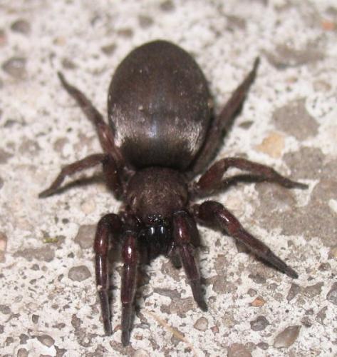 Scotophaeus sp.