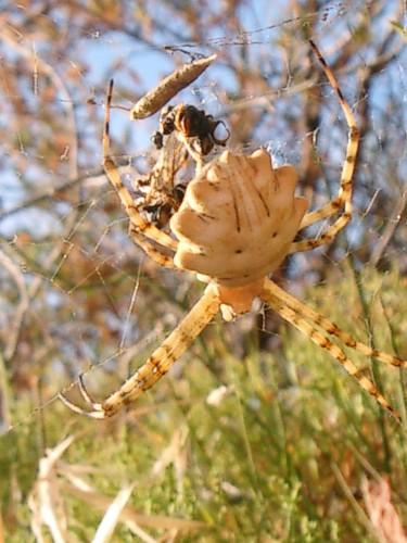 Réf. 14 144 : Argiope lobata