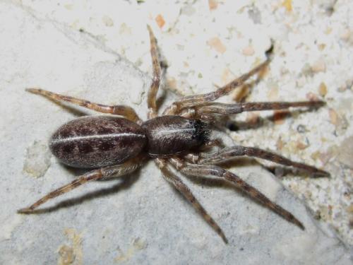 Réf. 14 986 : Segestria sp.