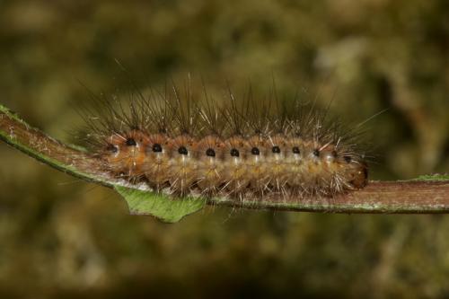 Spilosoma lubricipeda