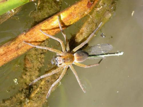 Dolomedes sp.