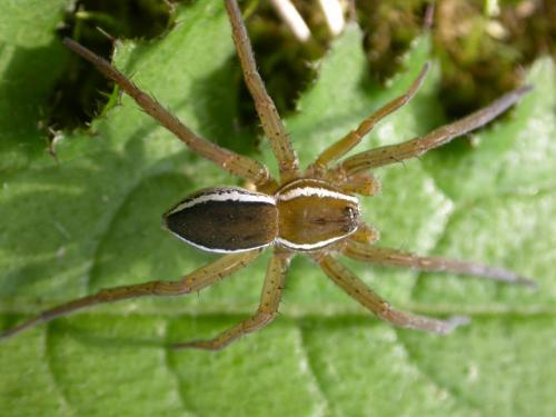 Dolomedes sp.