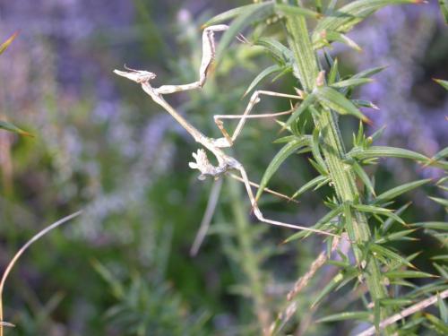 Réf. 14 306 : Empusa pennata