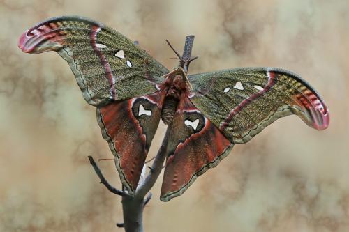 Réf. 14 088 : Attacus crameri caesar