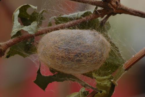 Phragmatobia fuliginosa