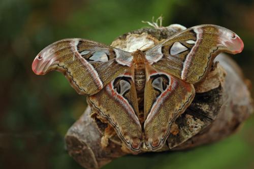 Réf. 14 256 : Attacus crameri caesar