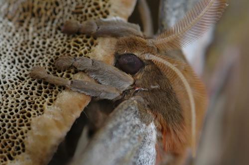 Réf. 14 255 : Attacus crameri caesar