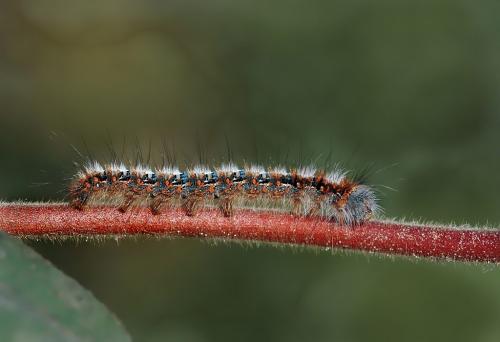Lasiocampa quercus