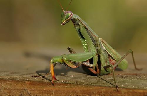 Réf. 14 878 : Mantis religiosa