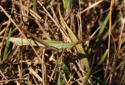 Réf. 14 108 : Acrida ungarica mediterranea