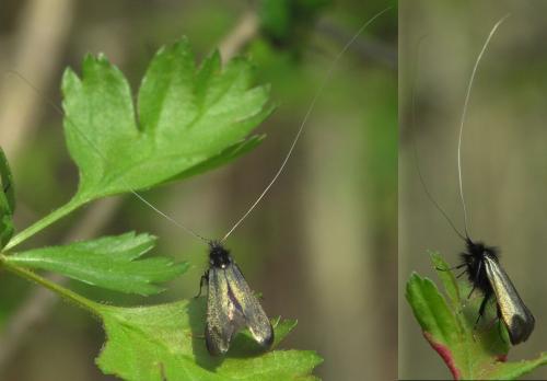 Adela reaumurella