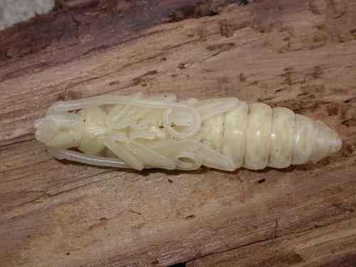 Réf. 14 859 : Aegosoma scabricorne