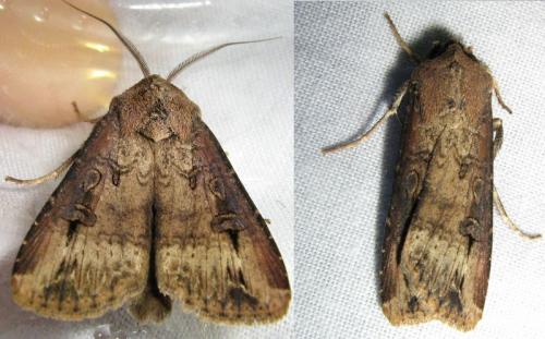 Agrotis ipsilon