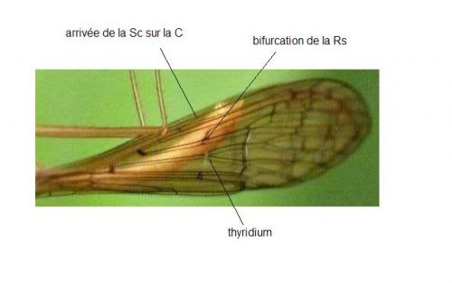 Réf. 14 393 : Bittacus hageni