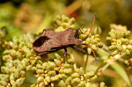 Coreus marginatus