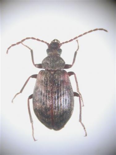 Gerandryus aetnensis