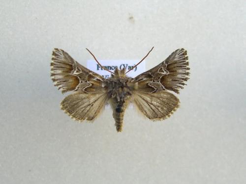 Amephana aurita