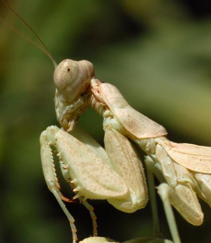 Ameles spallanzania