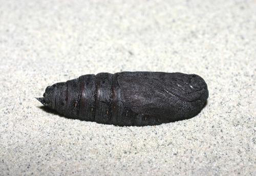 Laothoe populi