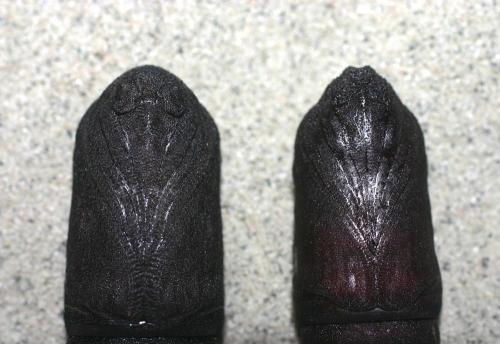Laothoe populi